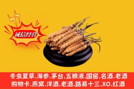 甘南卓尼县名酒回收冬虫夏草.jpg